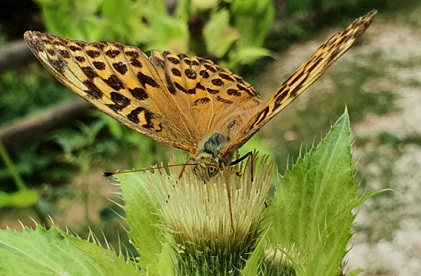 Schmetterling